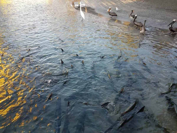 Pelícanos Aves Peces Sábalo Agua Guancha Ponce Puerto Rico — Foto de Stock