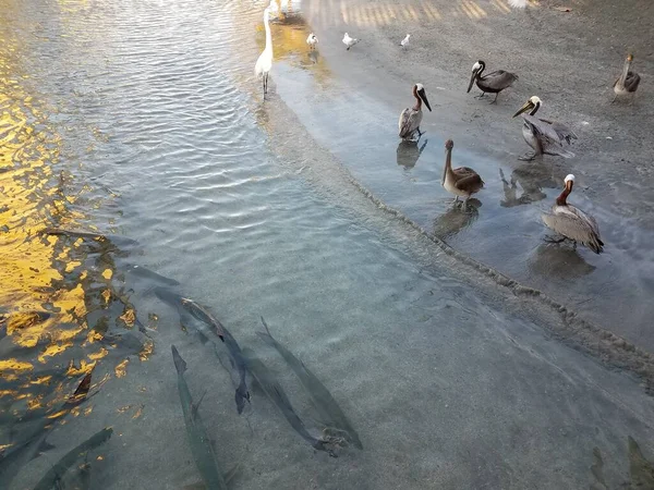 Pelicanos Pássaros Assistindo Tarpon Peixes Nadando Água Guancha Ponce Porto — Fotografia de Stock