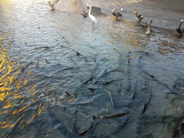 Пеликаны Птицы Наблюдают Тарпонами Плавающими Воде Гуанча Понсе Пуэрто Рико — стоковое фото