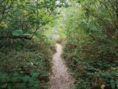 Yeşil yaprakları, ağaçları ve bitkileri olan ormanda ya da ormanda yol ya da patika