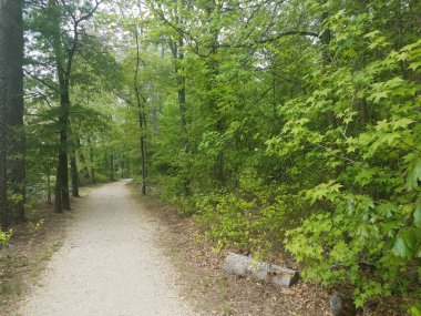 Ağaçlı patika ya da patika.