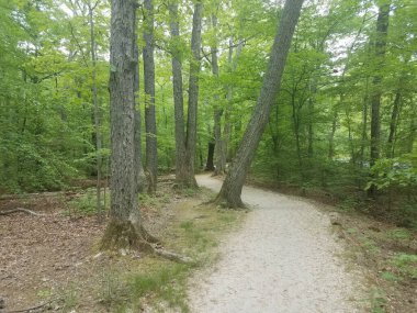 Ağaçlı patika ya da patika.