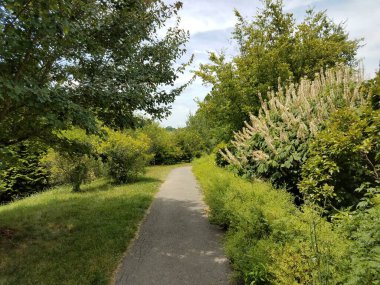 Çiçekli ve yeşil otlu siyah asfalt yolu