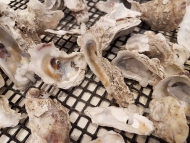 boş istiridye kabukları bir ağ ya da ekrana bağlı