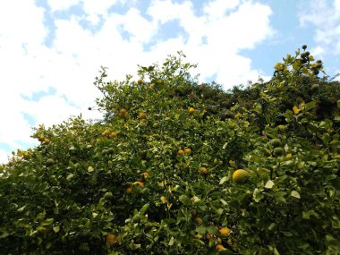 Bir sürü meyve ve yeşil yapraklı bir portakal ağacı.