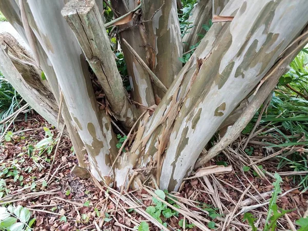 Patrón Corteza Marrón Textura Árbol Mirto Crape — Foto de Stock