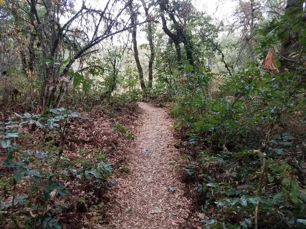 Ścieżka Lub Szlak Lesie Lub Lesie Zielonymi Liśćmi Drzewami Roślinami — Zdjęcie stockowe