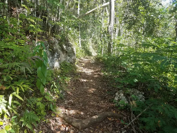 Шлях Або Стежка Лісі Гуаджатака Пуерто Рико Зеленим Листям Деревами — стокове фото