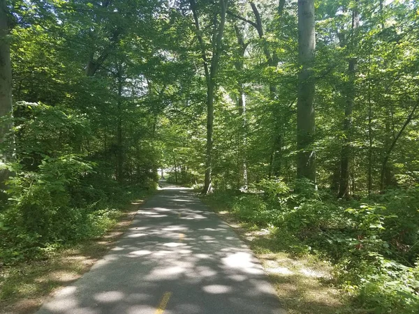 Asphaltierter Radweg Wald Oder Wald Mit Grünen Bäumen — Stockfoto