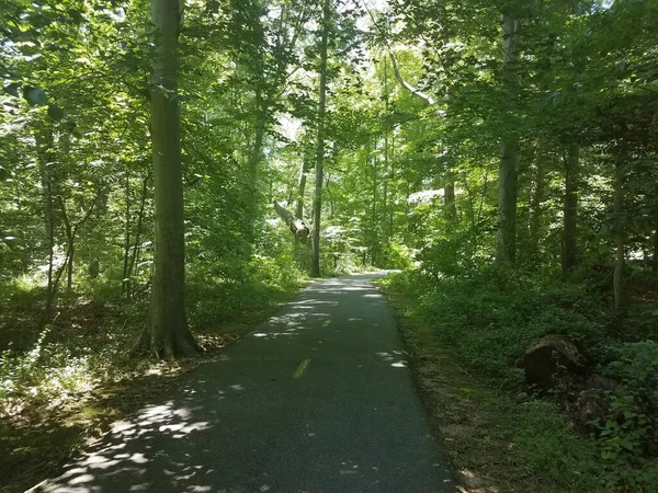 Asfalterad Cykelled Skog Eller Skog Med Gröna Träd — Stockfoto