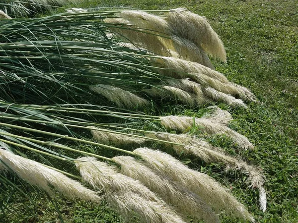 Beaucoup Très Grandes Tiges Pampa Vert Herbe — Photo