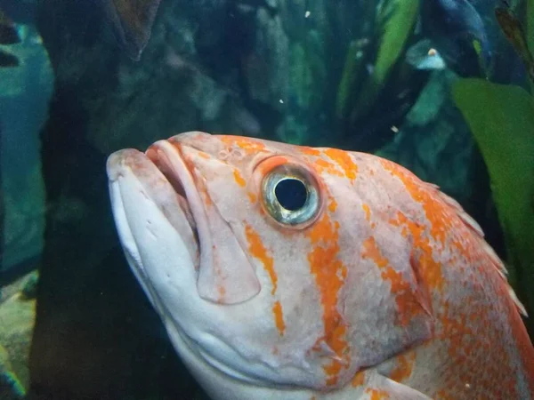 Poissons Orange Blanc Dans Eau Avec Des Plantes Vertes — Photo