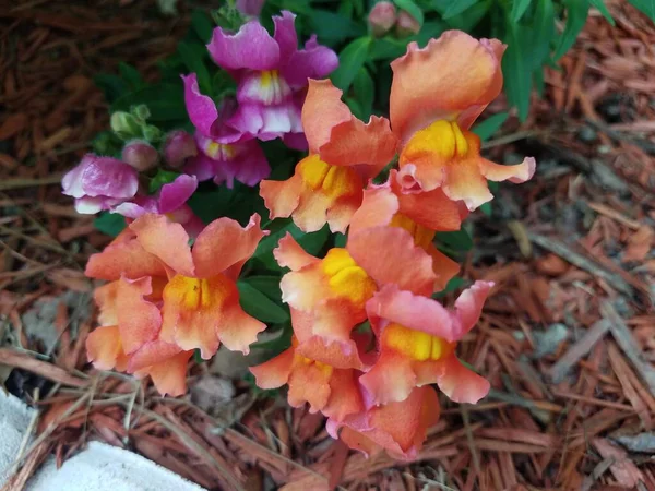 Orangefarbene Gelbe Und Lila Blüten Beet Mit Mulch — Stockfoto