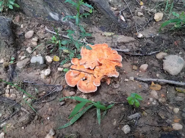 柳橙蘑菇或在树桩底部的真菌植物 — 图库照片