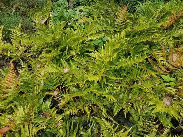 Uma Samambaia Laranja Verde Perto Outras Plantas Verdes — Fotografia de Stock