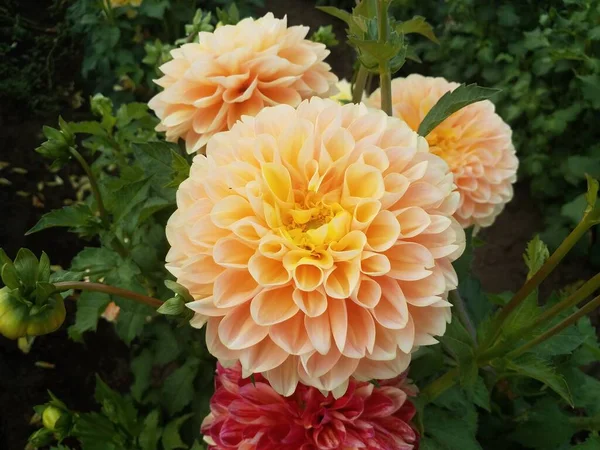 Orange Dahlia Blomma Kronblad Blommar Eller Blommar Med Gröna Blad — Stockfoto