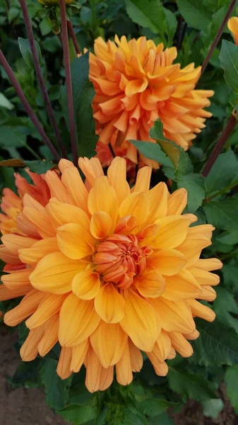Pétales Fleur Dahlia Orange Fleurissant Fleurissant Avec Des Feuilles Vertes — Photo