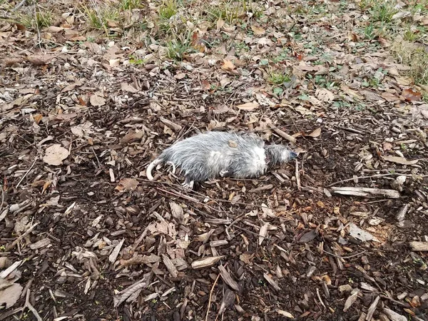 Oposum Mati Tanah Dengan Chip Kayu Atau Mulsa — Stok Foto