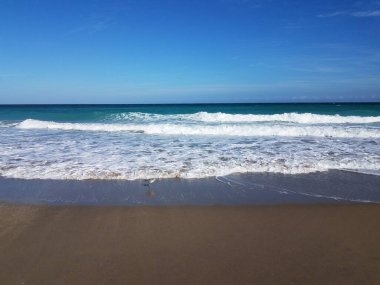 Okyanus dalgaları ve kumsalda veya sahilde ıslak kum ve kuş