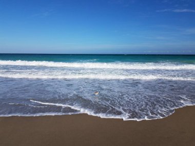 Okyanus dalgaları ve kumsalda veya sahilde ıslak kum ve kuş