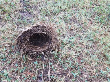 Çimenlerdeki dallardan yapılmış küçük kuş yuvası