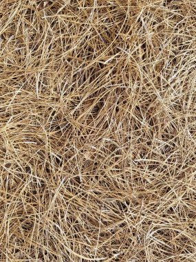 Yere bir yığın kahverengi çam iğnesi.