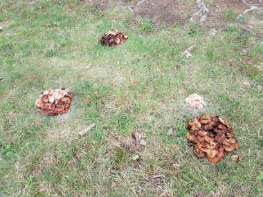 Çimenlerde büyüyen küçük bir grup kahverengi mantar.