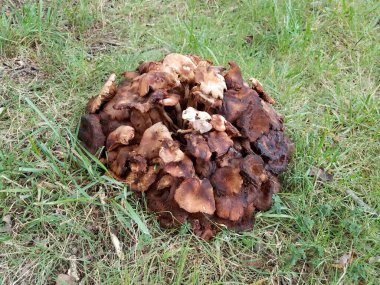 Çimenlerde büyüyen küçük bir grup kahverengi mantar.