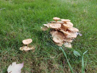 Çimenlerde büyüyen küçük bir grup kahverengi mantar.
