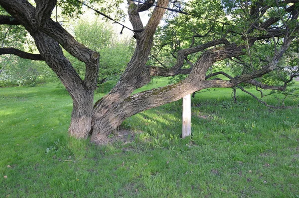 Γέρικο Δέντρο Κλαδιά Και Σχοινιά Και Δεκανίκι Στήριγμα Και Χορτάρι — Φωτογραφία Αρχείου