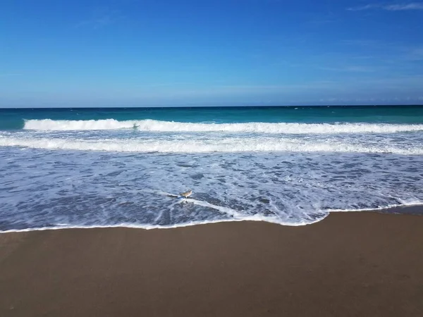 Meereswellen Und Nasser Sand Strand Oder Der Küste Und Vögel — Stockfoto