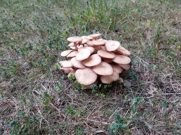 草丛中生长的一小群褐色蘑菇 — 图库照片