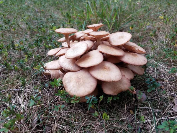 草丛中生长的一小群褐色蘑菇 — 图库照片