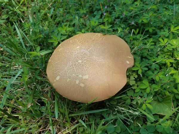 Cogumelo Marrom Gramado Grama Verde — Fotografia de Stock