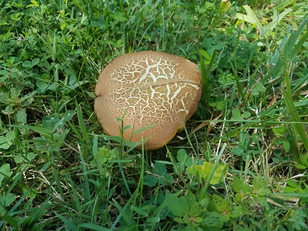 青草草坪上的褐色蘑菇 — 图库照片