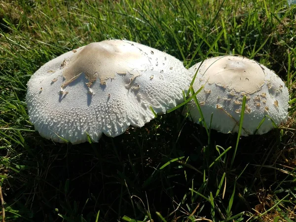 Witte Paddenstoelen Schimmels Groen Gras Gazon — Stockfoto