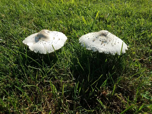 Witte Paddenstoelen Schimmels Groen Gras Gazon — Stockfoto