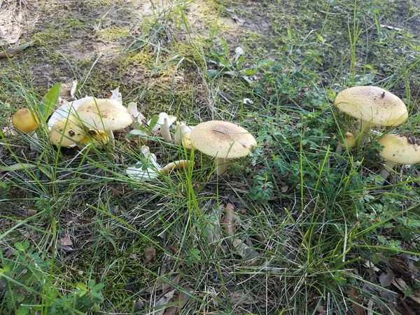 许多白色的蘑菇生长在泥土和草地上 — 图库照片