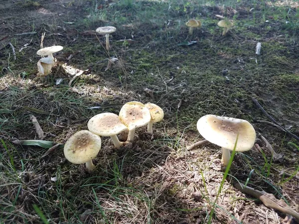 Veel Witte Paddenstoelen Groeien Het Zand Gras — Stockfoto