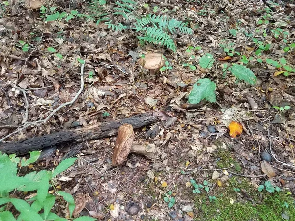Alguns Cogumelos Marrons Que Crescem Folhas Marrons Caídas — Fotografia de Stock