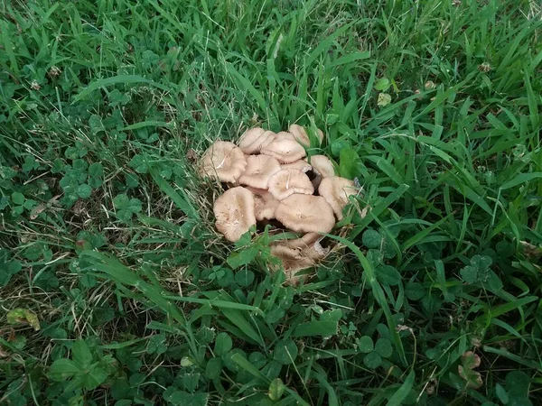 Champignons Bruns Champignons Dans Herbe Verte Pelouse Avec Araignée — Photo