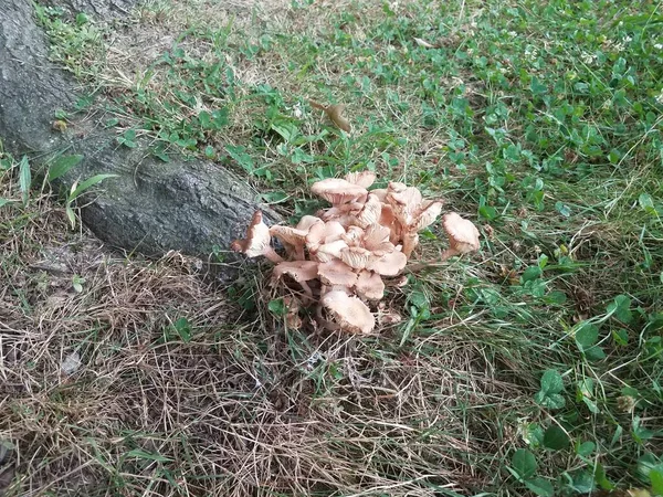 树干附近地面上的褐色蘑菇或真菌 — 图库照片