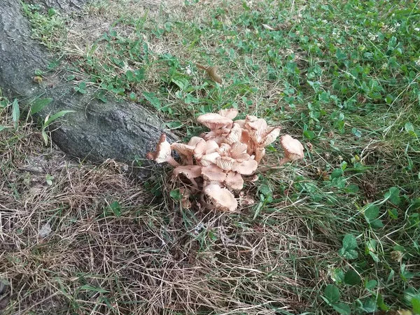 Funghi Marroni Funghi Nel Terreno Vicino Tronco Albero — Foto Stock