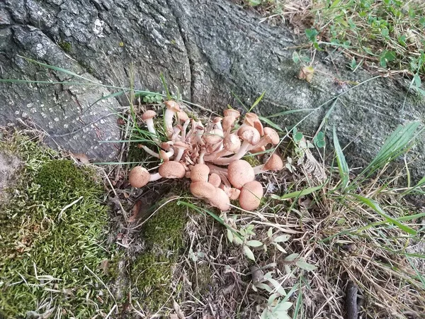 Braune Pilze Oder Pilze Boden Der Nähe Des Baumstammes — Stockfoto