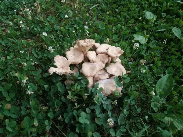 Cogumelos Marrons Fungos Grama Verde Gramado — Fotografia de Stock