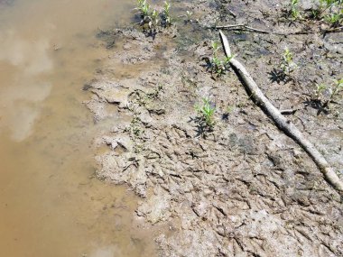 Bataklık ya da sulak alanda çamur, sopa ve su