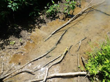 Bataklık ya da sulak alanda çamur, sopa ve su