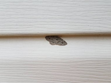 Beyaz kaplama altında kanatları olan gri güve böceği.