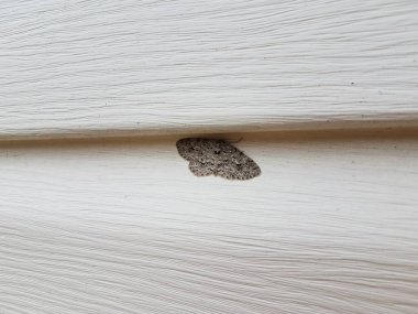 Beyaz kaplama altında kanatları olan gri güve böceği.