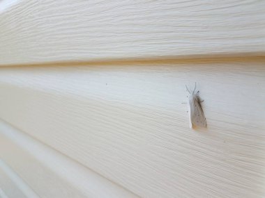 Beyaz güve böceği. Beyaz sarayda ya da evde kanatları var.